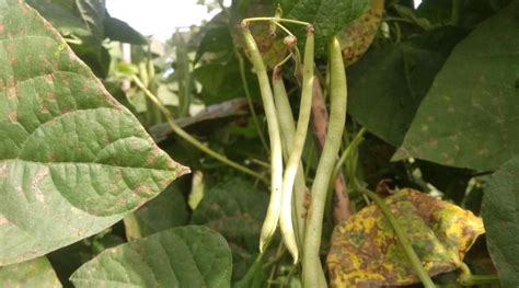 Why Are My Green Bean Leaves Turning Yellow