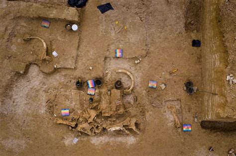 Woolly Mammoth Skeleton Found Near Paris - Business Insider