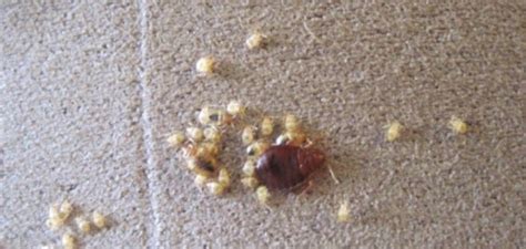 Bed Bug Eggs | What They Look Like, 5 Ways to Kill Them [With Pictures]