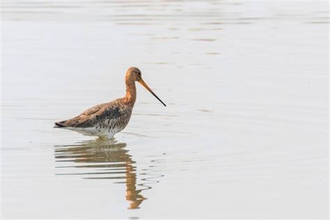 Premium Photo Black Tailed Godwit Limosa Limosa Wader Bird Foraging