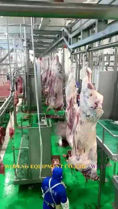 Commercial Abattoir Plant Cattle Halal Meat Processing Humane Beef