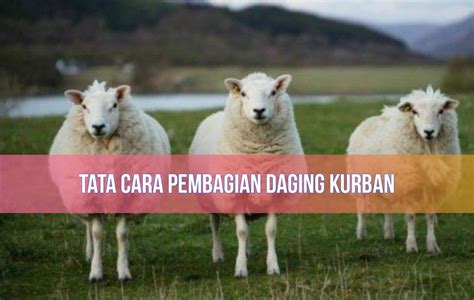 Cara Pembagian Daging Kurban Homecare24