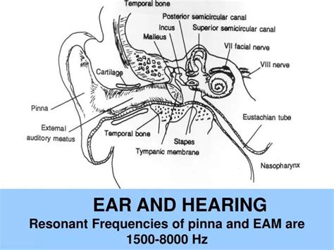 Ppt Portions Of The Ossicles Powerpoint Presentation Free Download Id 4493176