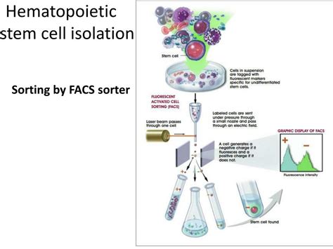 Ppt Stem Cell Isolation Powerpoint Presentation Free Download Id