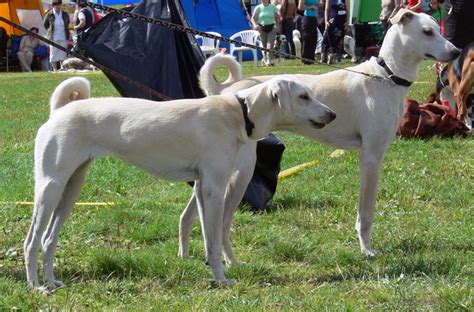 Cretan Hound Info, Temperament, Puppies, Pictures