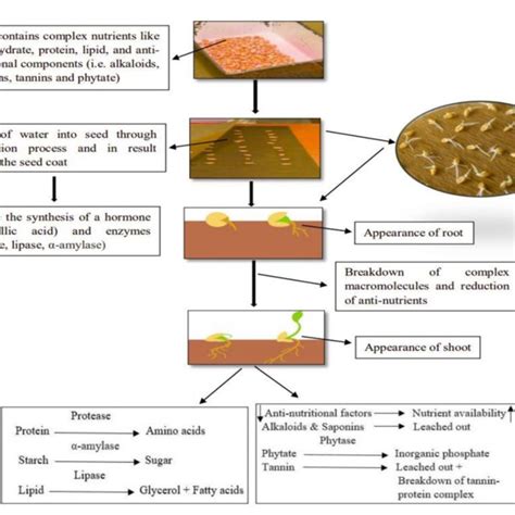 FIGURE Schematic diagram of the germination process. | Download ...