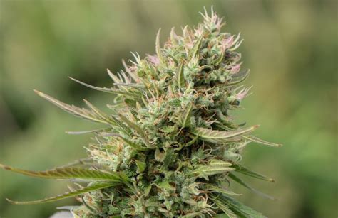 Fleurs De CBD Fortes Quelles Sont Elles Saveurs CBD