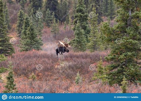 Alaska Yukon Bull Moose In Fall In Alaska Stock Photo Image Of Alaska