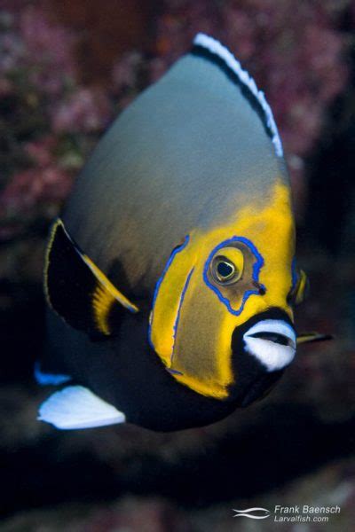 Conspicuous Angelfish Frank Baensch