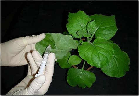 Procedure Of Agroinfiltration Into Abaxial Epiderm Of N Benthamiana