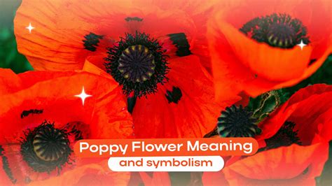 Poppy Meaning And Symbolism What Are The Meanings Of The Poppy Flower