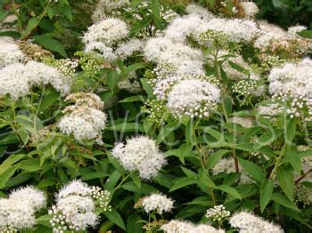 Tavoln K Japonsk Spirea Japonica Albiflora Esk Ru N V Roba Eshop