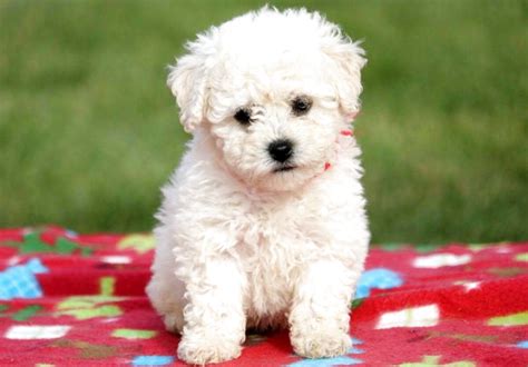 Frise Puppies Bichon For Sale In UK 43 Used Frise Puppies Bichons