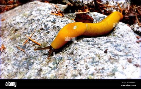 Yellow Banana Slug High Resolution Stock Photography And Images Alamy