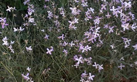 Ночная фиалка на даче - Дизайн интерьера