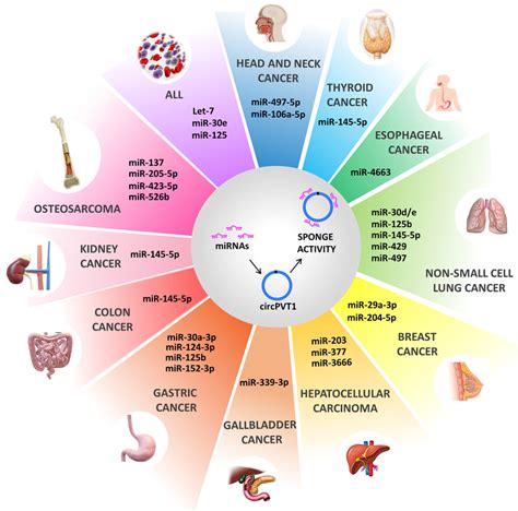 The Oncogenic Activity Of CircPVT1 CircPVT1 Has Been Demonstrated To