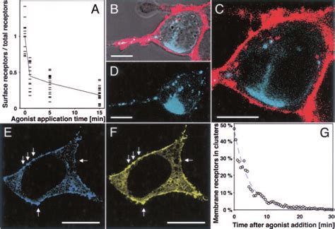 Temporal Resolution Of Agonist Induced Internalization Of 5 HT 3 R