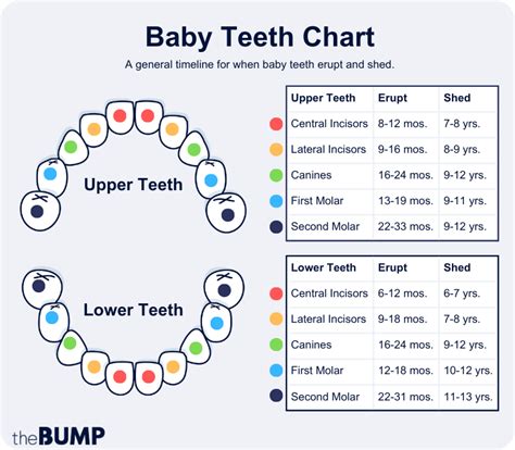 Baby Teeth Chart: A Full Teething Timeline Pampers, 49% OFF