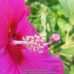 Hybrid Hardy Hibiscus Hibiscus Cordial Cinnamon Grappa In The