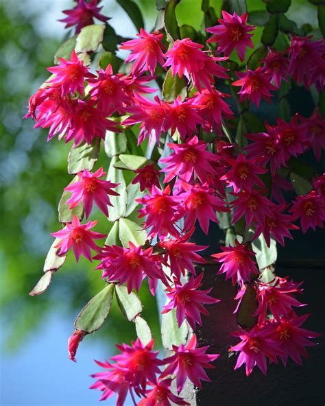 Discover The Best Potting Mix For Your Christmas Cactus Leafyjournal