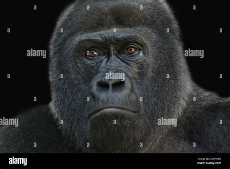 gorilla   res stock photography  images alamy