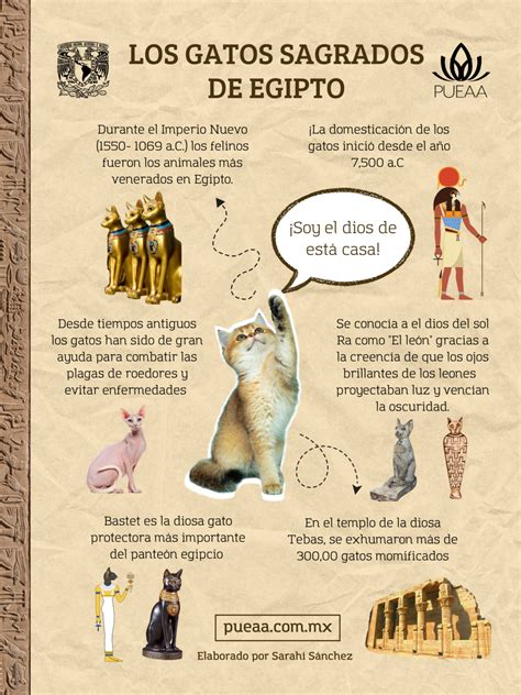 Curiosidades De Los Gatos En Egipto ¿un Símbolo Sagrado Cfn