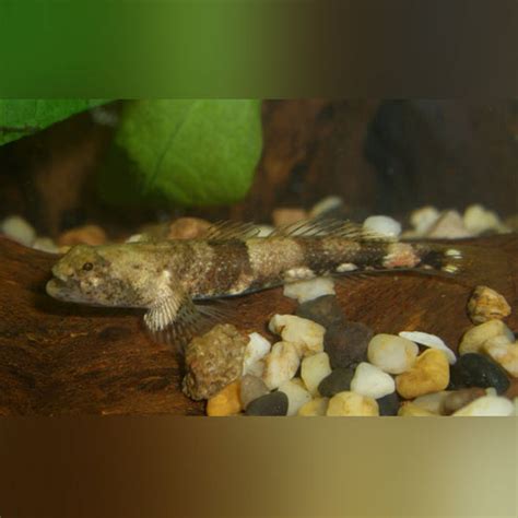 Freshwater Goby – Page 2 – AquariumFishSale.com