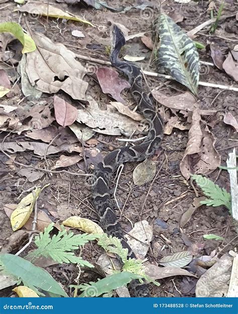 Una Serpiente En El Suelo En La Jungla Foto De Archivo Imagen De