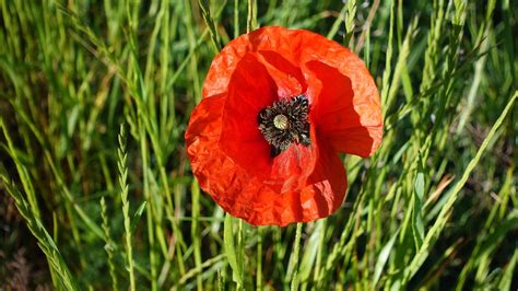 Fleur Coquelicot Printemps Photo Gratuite Sur Pixabay Pixabay