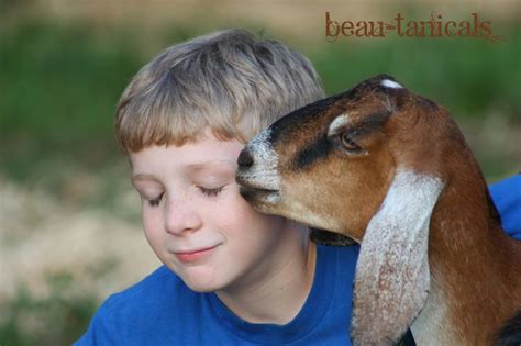 Goat Kisses