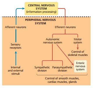 The peripheral nervous system Diagram | Quizlet