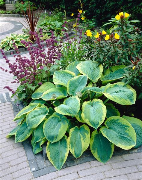 Hosta Frances Williams