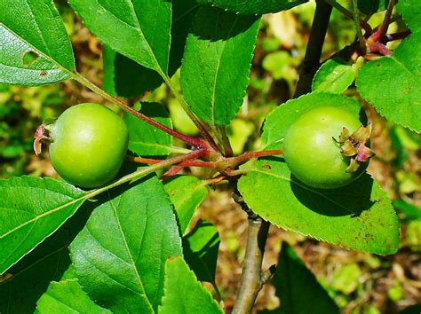 Trees Planet Malus Sylvestris Crab Apple