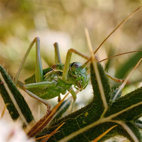 Saddle Backed Bush Cricket Philippe Faure Flickr