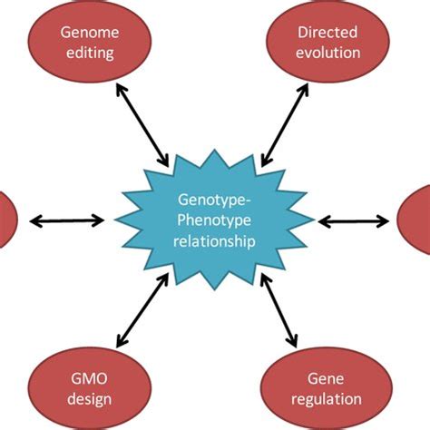 The Importance Of Understanding Genotype Phenotype Relationships