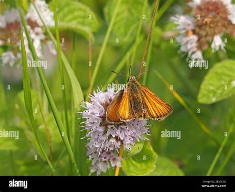 Female Small Skipper Butterfly Thymelicus Sylvestris Feeding On