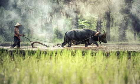 Premium Photo | Rice farming with buffalo