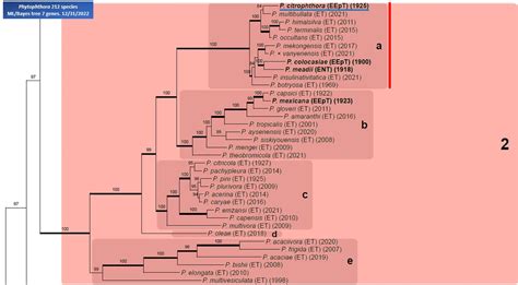 Phytophthora Citrophthora In Progress Abad Et Al 2023b Idphy