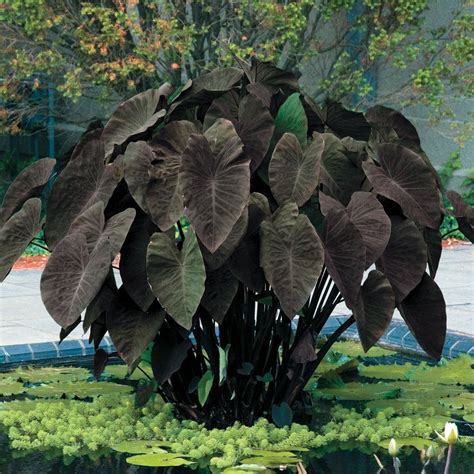 Colocasia Esculenta Black Magic - Black Magic Elephant Ear Care