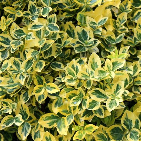 Euonymus Fort Emerald N Gold Flowbo B V