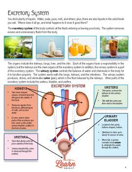 Excretory System Lesson Plan By Learn Bright Education Tpt