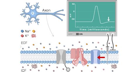 Neuron Action Potential Sequence of Events and diagram | GetBodySmart