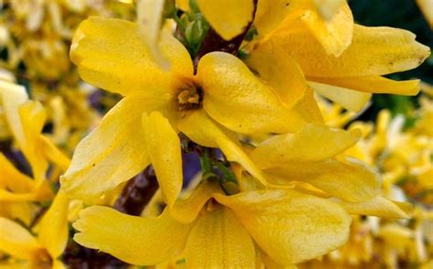 14 Brilliant Yellow Forsythia Varieties | Horticulture.co.uk