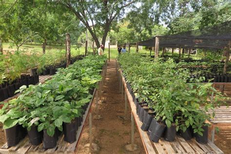 Maior Unidade De Conservação De Caatinga Do Nordeste Em Aiuaba Ainda