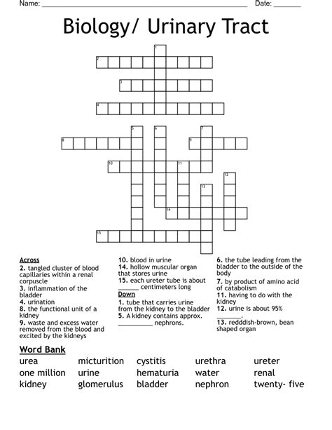 Excretion Crossword Wordmint