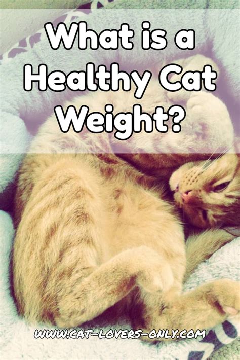 Healthy Cat Weight | Tips For Keeping Your Kitty Trim