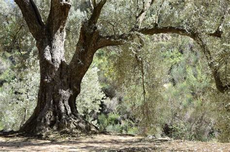 Desde Sevilla Excursi N A Una Granja De Aceite De Oliva Getyourguide