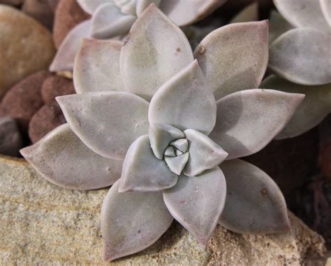 Cómo se cuida el Graptopetalum paraguayense Ciber Cactus