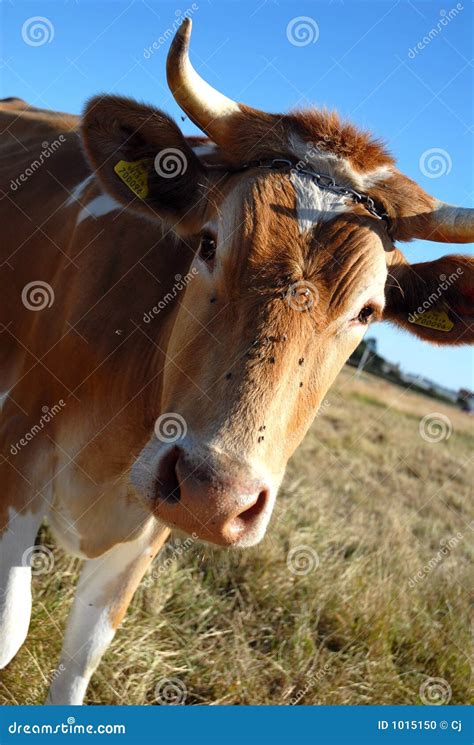 A Guernsey Cow Stock Photo - Image: 1015150