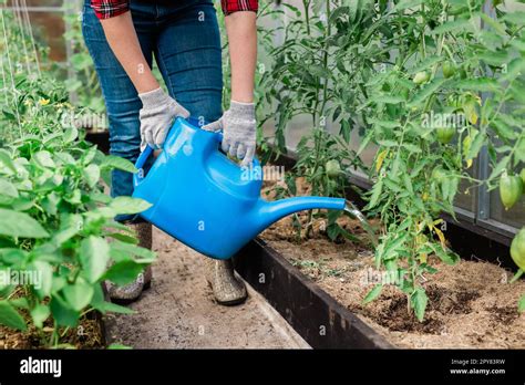 Riego De Huerto Close Up Mujer Jardinera En Guantes Aguas Camas Con